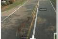 Google StreetView ubio Bambi [foto]