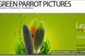 Google kupio Green Parrot Pictures kako bi poboljšao kvalitet YouTube videa
